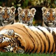 Illustration for article titled Caturday - Panthera tigris Edition